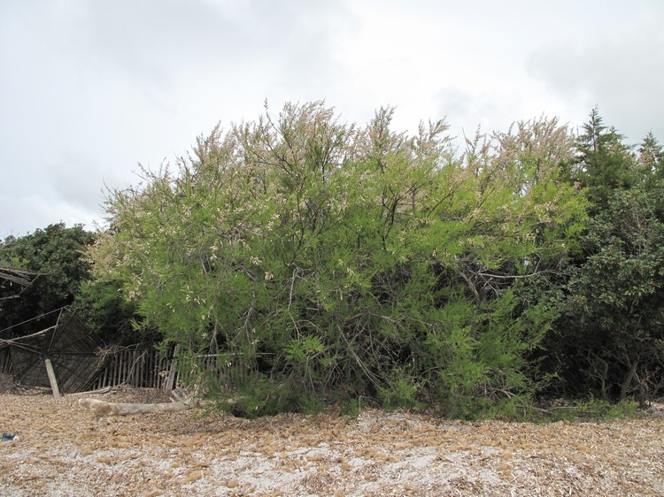 Tamarix africana